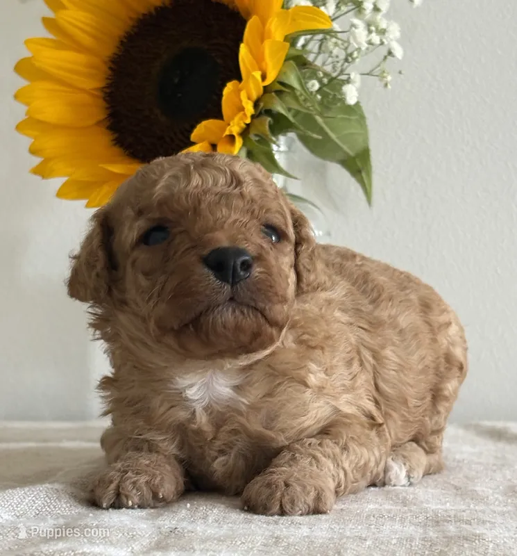 Duke – Cavapoo, Cavalier King Charles Spaniel puppy for sale in Clemmons, NC