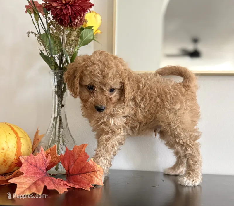 Duke – Cavapoo, Cavalier King Charles Spaniel puppy for sale in Clemmons, NC