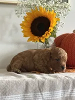 Daisy, a female Cavapoo and Cavalier King Charles Spaniel for sale in Clemmons, NC – 5 of 10