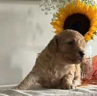 Violet, a female Cavapoo and Cavalier King Charles Spaniel for sale in Clemmons, NC – 2 of 9
