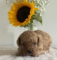 Duke, a male Cavapoo and Cavalier King Charles Spaniel for sale in Clemmons, NC – 8 of 10