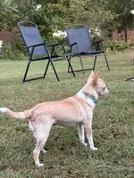Avianna , a female Chihuahua for sale in Clemmons, NC – 10 of 10