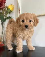 Violet  (F1B), a female Cavapoo and Cavalier King Charles Spaniel for sale in Clemmons, NC – 6 of 10