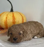 Diesel, a male Cavapoo and Cavalier King Charles Spaniel for sale in Clemmons, NC – 5 of 10