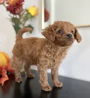Daisy  (F1B), a female Cavapoo and Cavalier King Charles Spaniel for sale in Clemmons, NC – 4 of 10