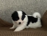 Rita, a female Chihuahua and Pomchi for sale in Clemmons, NC – 7 of 10