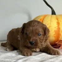 Amber, a female Cavapoo and Cavalier King Charles Spaniel for sale in Clemmons, NC – 5 of 10