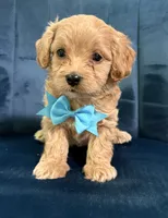 Milo, a male Cavapoo and Cavalier King Charles Spaniel for sale in Clemmons, NC – 6 of 10