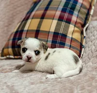 Sterling, a male Chihuahua for sale in Clemmons, NC – 5 of 10