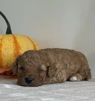 Diesel, a male Cavapoo and Cavalier King Charles Spaniel for sale in Clemmons, NC – 3 of 10