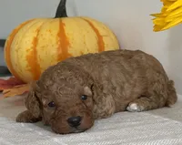 Diesel, a male Cavapoo and Cavalier King Charles Spaniel for sale in Clemmons, NC – 2 of 10