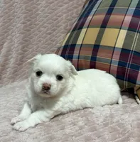 Sterling, a male Chihuahua for sale in Clemmons, NC – 7 of 10