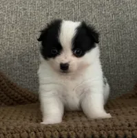 Rita, a female Chihuahua and Pomchi for sale in Clemmons, NC – 10 of 10