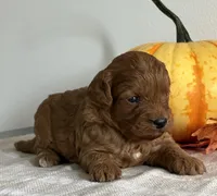Amber, a female Cavapoo and Cavalier King Charles Spaniel for sale in Clemmons, NC – 10 of 10