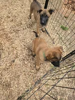 Scooby , a male Belgian Malinois for sale in Whittier, NC – Photo 3 of 3
