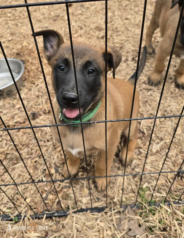 Scooby  – Belgian Malinois puppy for sale in Whittier, NC