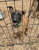 Scooby , a male Belgian Malinois for sale in Whittier, NC – Photo 1 of 3