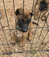 Scooby , a male Belgian Malinois for sale in Whittier, NC – Photo 2 of 3