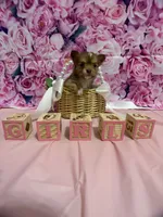 Glimmer, a female Chihuahua for sale in Walker, LA – 2 of 4