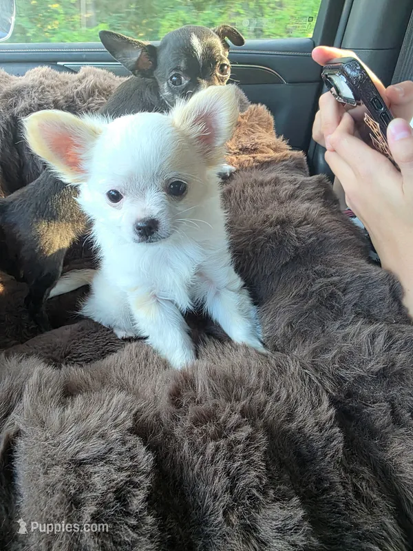 Patch – Chihuahua puppy on hold in Walker, LA