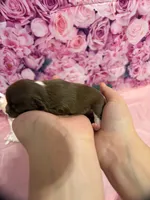 Pumpkin, a female Chihuahua for sale in Walker, LA – 4 of 5