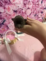 Pumpkin, a female Chihuahua for sale in Walker, LA – 1 of 5