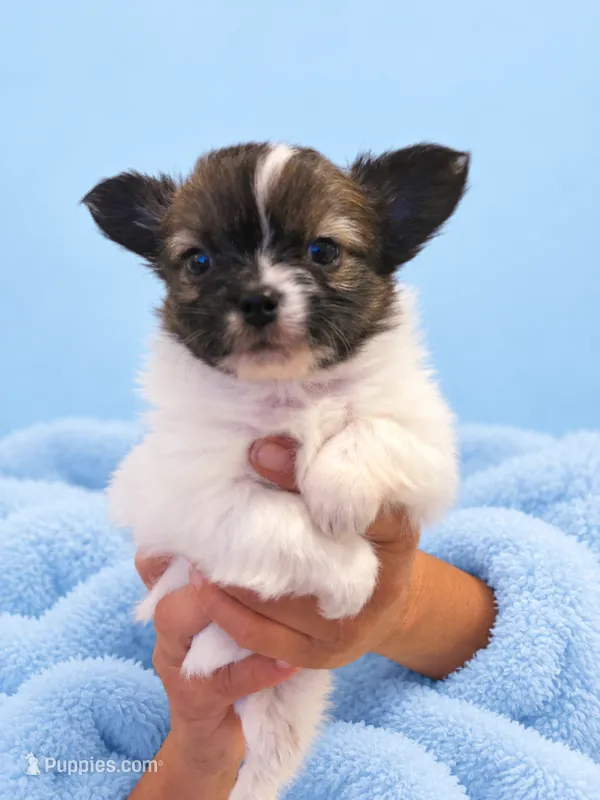 Harvest – Chihuahua puppy for sale in Walker, LA