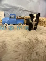Tuxedo, a male Chihuahua for sale in Walker, LA – 1 of 4