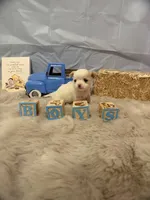 Patch, a male Chihuahua for sale in Walker, LA – 3 of 5