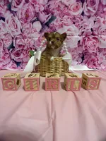 Glimmer, a female Chihuahua for sale in Walker, LA – 1 of 4