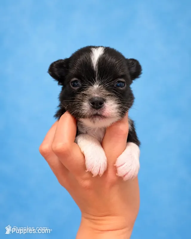Ham – Chihuahua puppy for sale in Walker, LA
