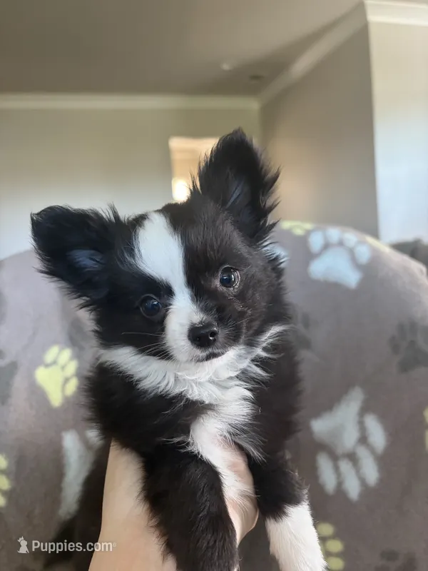 Tuxedo – Chihuahua puppy for sale in Walker, LA