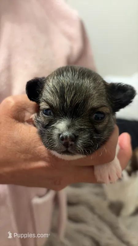 Cobbler  – Chihuahua puppy for sale in Walker, LA