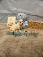 Patch, a male Chihuahua for sale in Walker, LA – 4 of 5