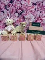 Glitz, a female Chihuahua for sale in Walker, LA – 2 of 3