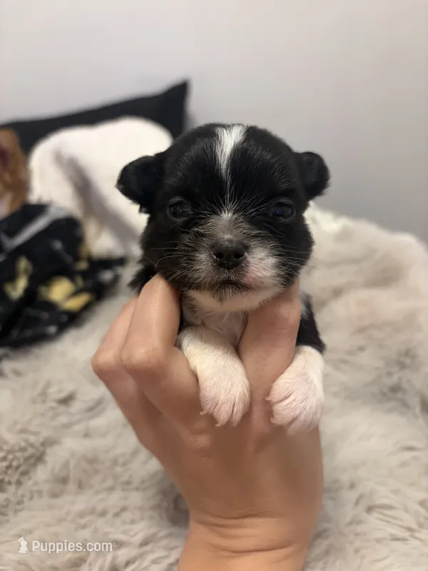 Ham – Chihuahua puppy for sale in Walker, LA