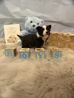 Tuxedo, a male Chihuahua for sale in Walker, LA – 4 of 4