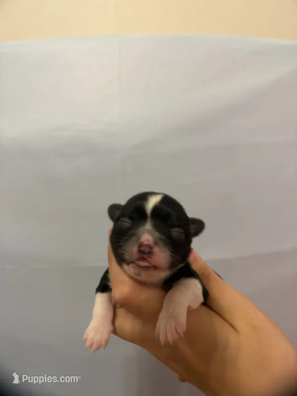 Ham – Chihuahua puppy for sale in Walker, LA
