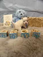 Patch, a male Chihuahua for sale in Walker, LA – 5 of 5
