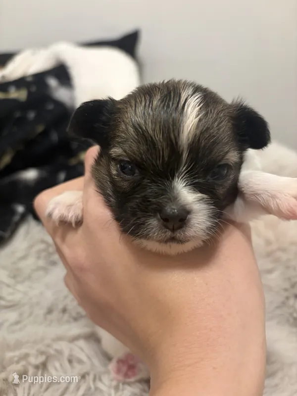 Harvest – Chihuahua puppy for sale in Walker, LA