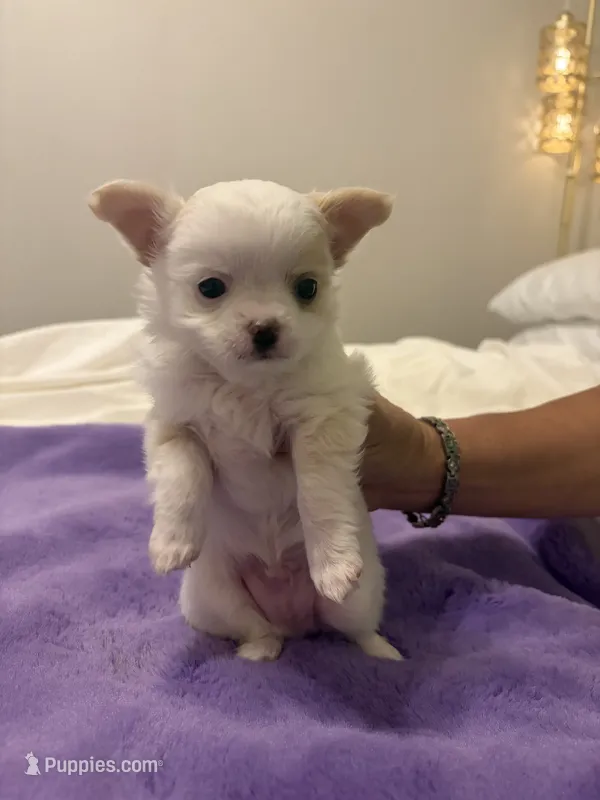 Patch – Chihuahua puppy for sale in Walker, LA