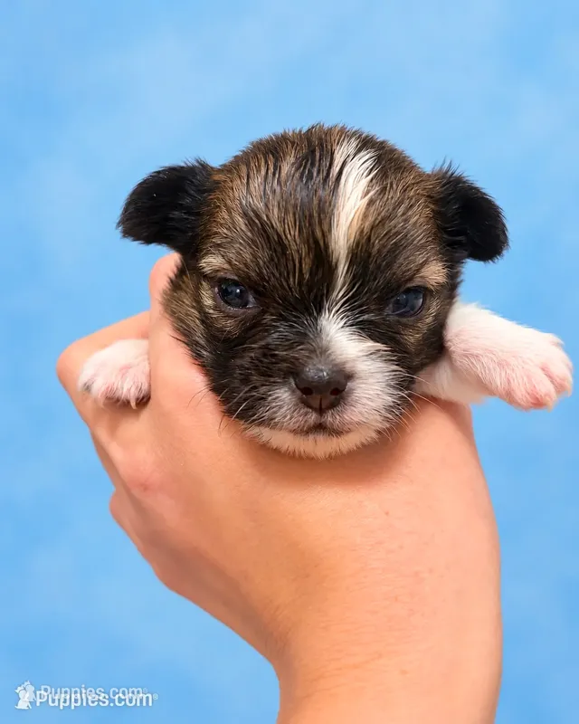 Harvest – Chihuahua puppy for sale in Walker, LA