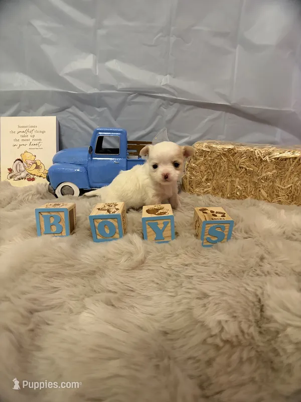 Patch – Chihuahua puppy for sale in Walker, LA