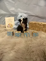 Tuxedo, a male Chihuahua for sale in Walker, LA – 3 of 4