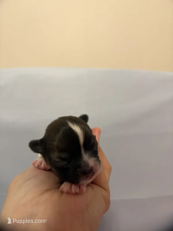 Harvest – Chihuahua puppy for sale in Walker, LA