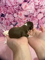 Pumpkin, a female Chihuahua for sale in Walker, LA – 5 of 5