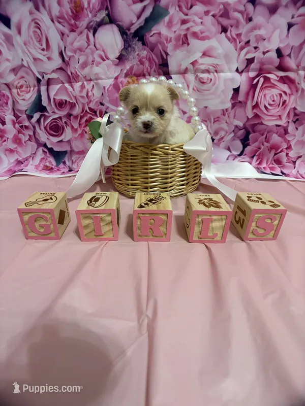 Glitz – Chihuahua puppy for sale in Walker, LA