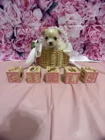 Glitz, a female Chihuahua for sale in Walker, LA – 1 of 3