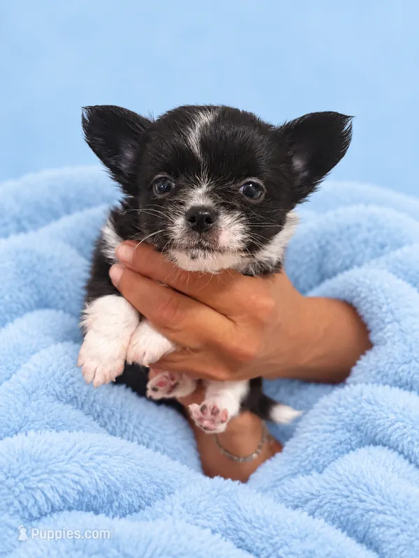 Ham – Chihuahua puppy for sale in Walker, LA