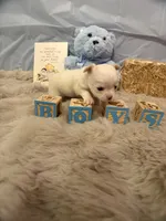 Patch, a male Chihuahua for sale in Walker, LA – 2 of 5